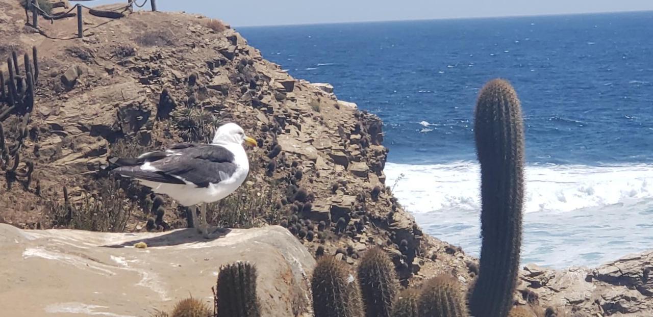 Cabanas Aire Marino Algarrobo Kültér fotó