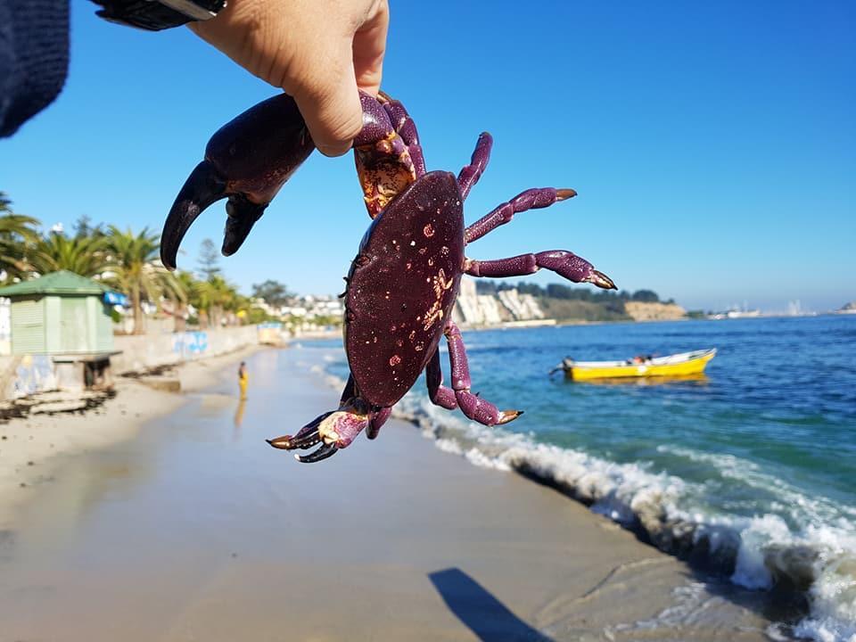 Cabanas Aire Marino Algarrobo Kültér fotó